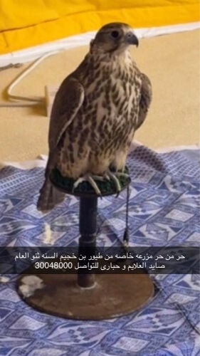 حر من حر ثنو شرط الاحبارى