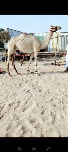 بكره جدعه مهجنه