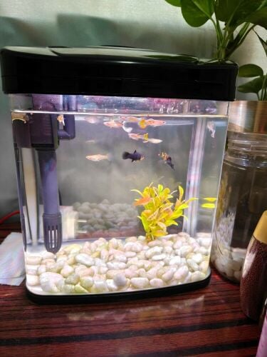 Guppy and Molly fish with tank
