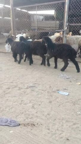رخال عرب واحده سوريا