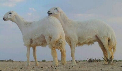 مطلوب حبص
