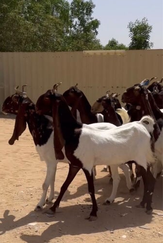 مطلوب معزا بكستانيه 