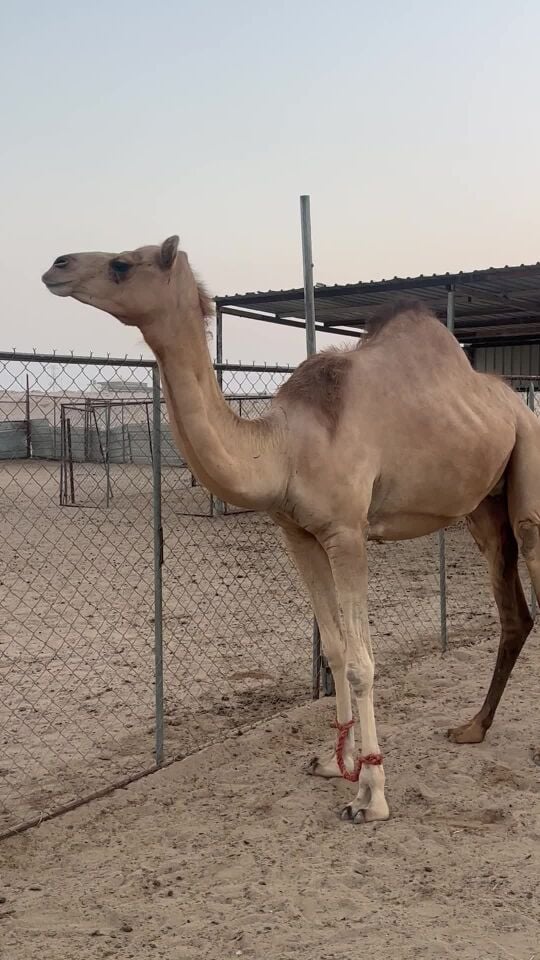 متلي شهر ١٢ 