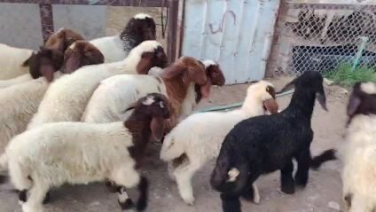 للبيع رخال وطليان