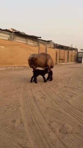 للبيع شاه سوريه