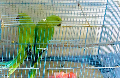 green parrot Indian 