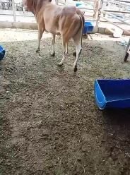 للبيع عجل 
