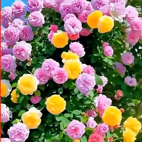تنظيف خزانات المياه