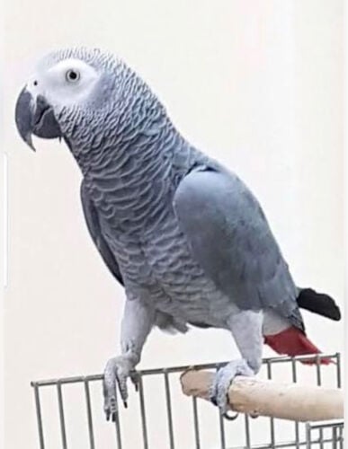 مطلوب ذكر للتزاوج 