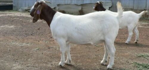 Boer goat stud for sale