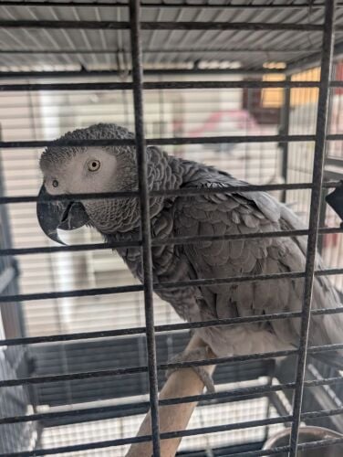 Gray parrot Mara