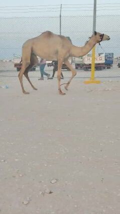 بكره لقيه طيبة