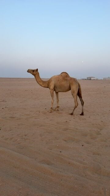 عنافيه جايه من السودان عاما