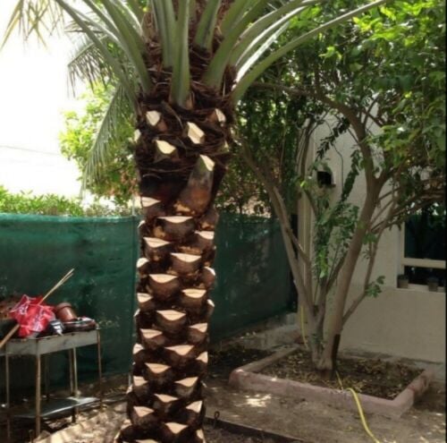 زرعه النخيل