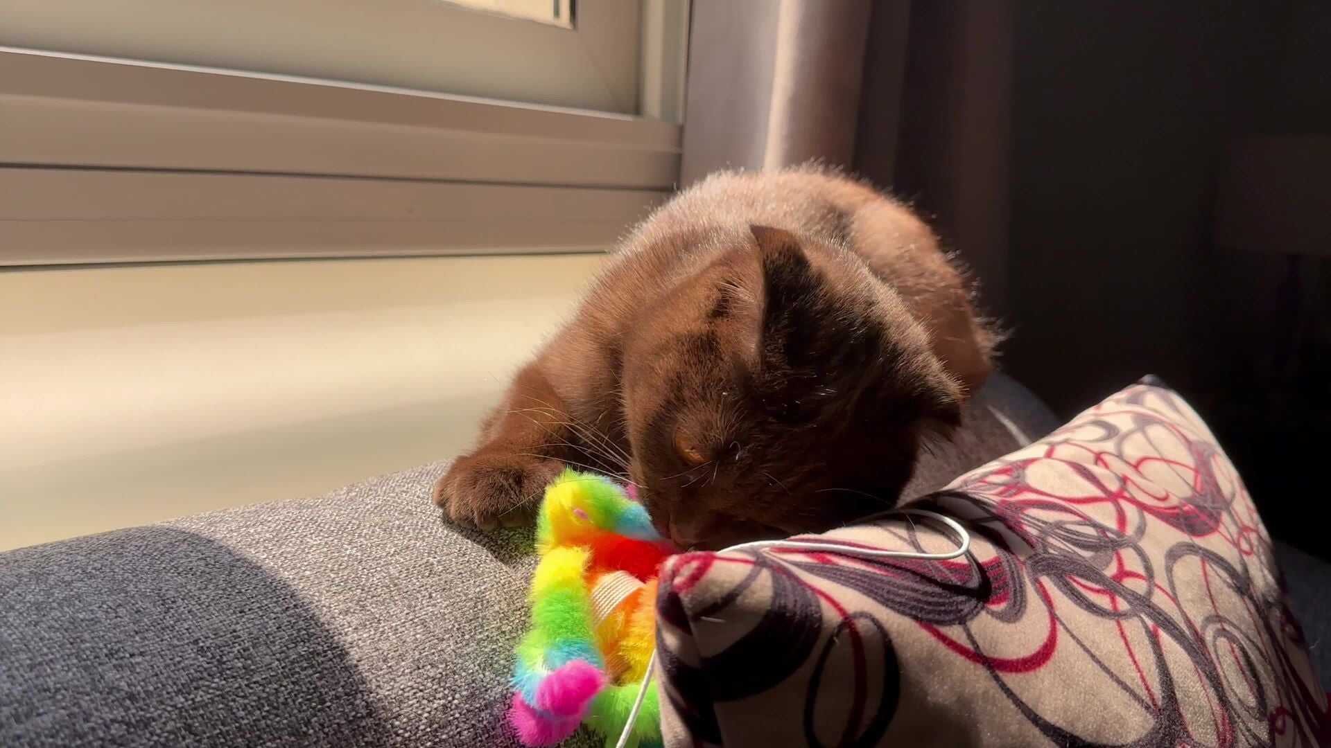 Scottish Fold Female Neutered 