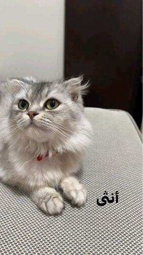 شيرازي