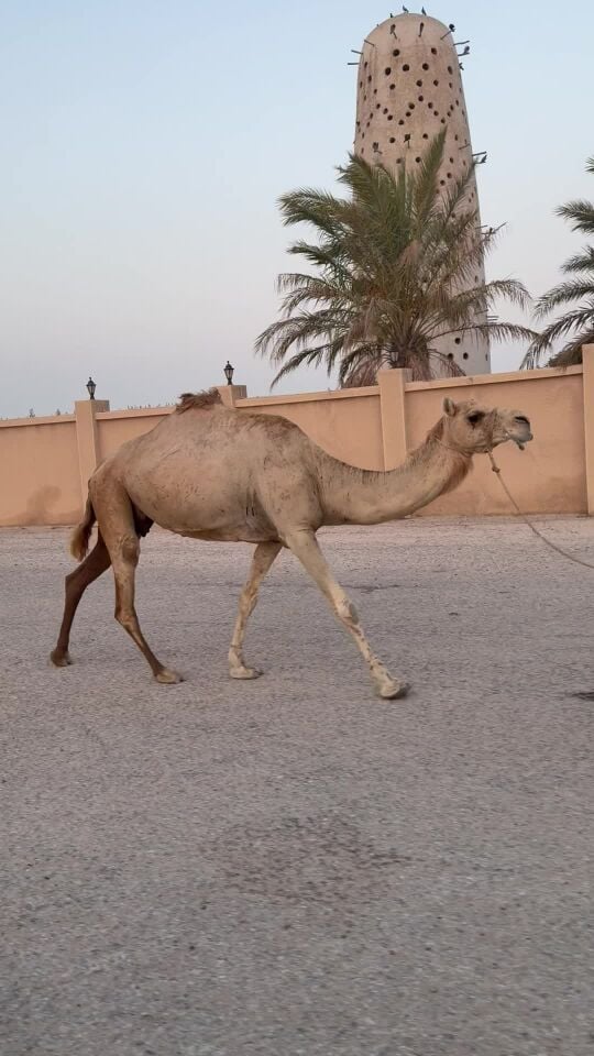 مهجنه بنت المتحد متلي ولادها قريب