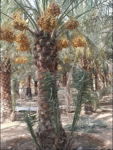 نخيل الاخلاص