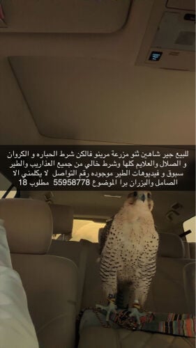 للبيع