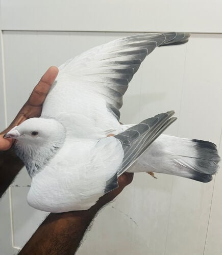 ice zajal breeding male for sale