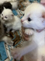 small cat for sell