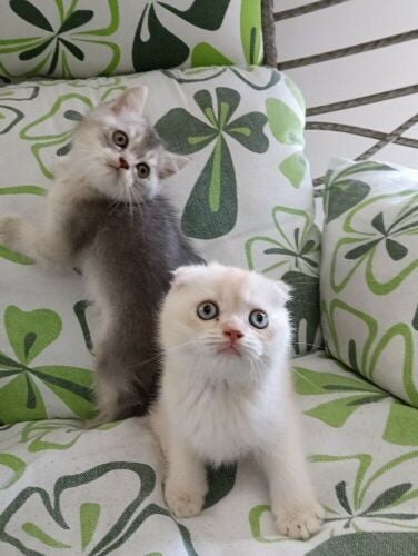 Sanchilla Baby cat