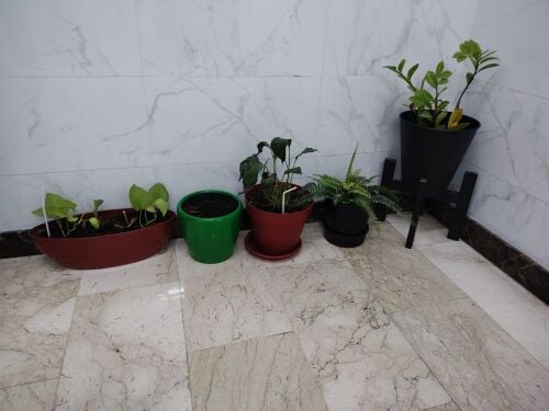 plants with pots