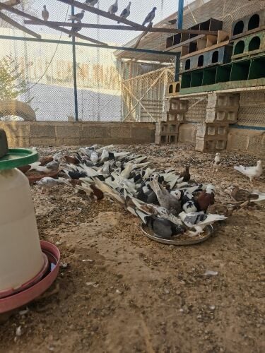 حمام منوع