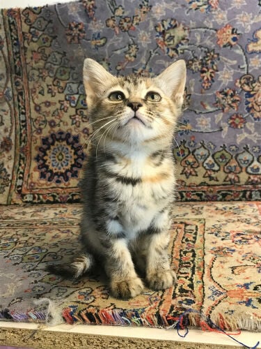 scottish straight tabby
