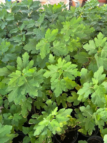 fig trees 