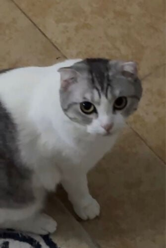 Scottish fold cat for sale
