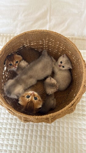 Scottish kittens 