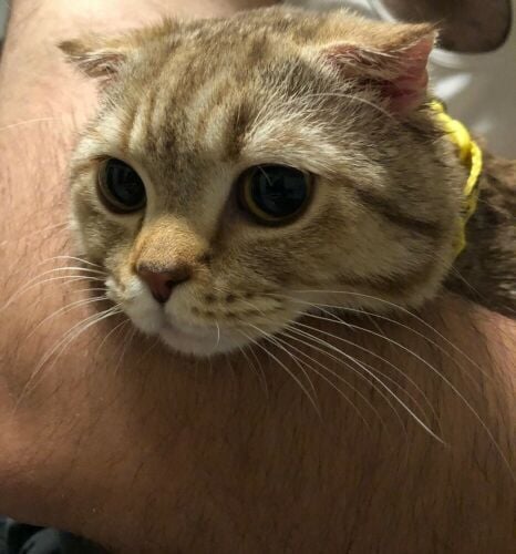 Twix