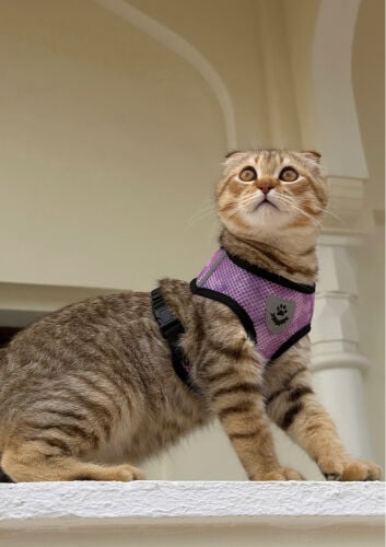 scotch cat 