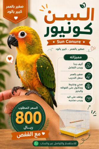 للبيع سن كونيور أليف وصغير بالعمر