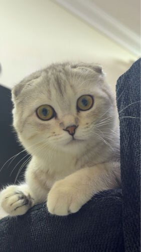 scotch fold cat 