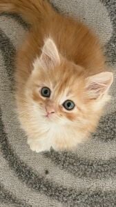 Maincoon mix persian male