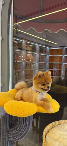 dogs 