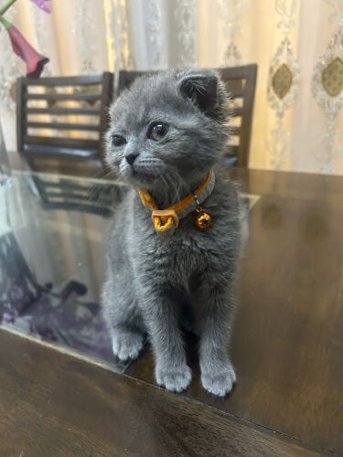scotch grey 