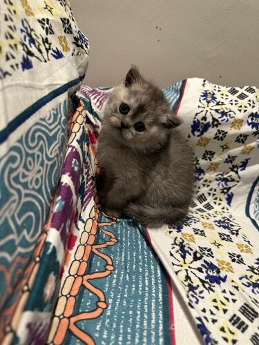 Scottish fold