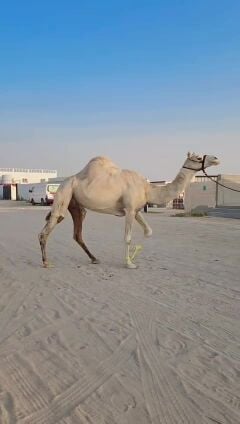 للبيع عشرا سودانيه سليمت البروسلا