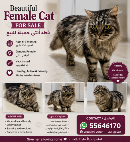 my lovely cutie for sell