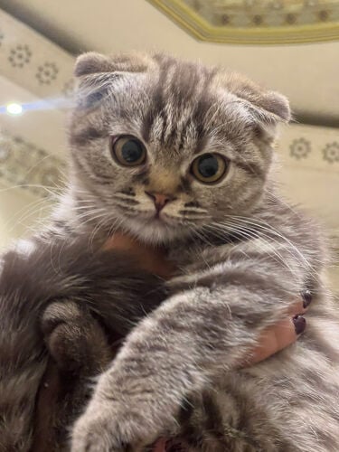 for adoption