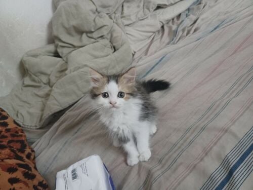 sheraz cat for adoption
