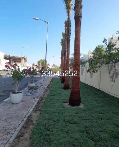 نخل وشنتطنا زينه
