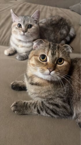 Scottish fold cat, short haired 