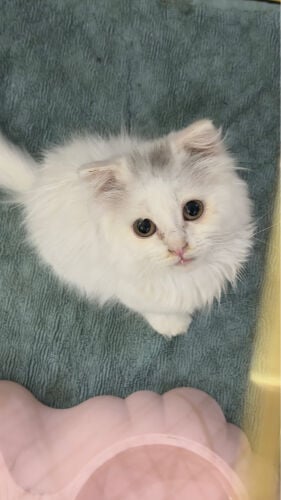 white Scottish cat for sale  