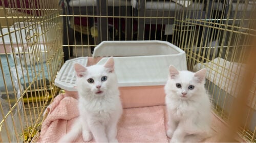 Russian sherazi cats 