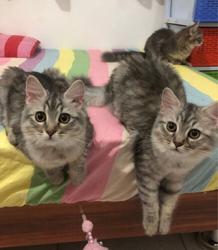 FOR SALE PERSIAN KITTENS