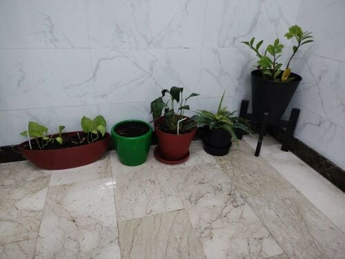 plants with pots